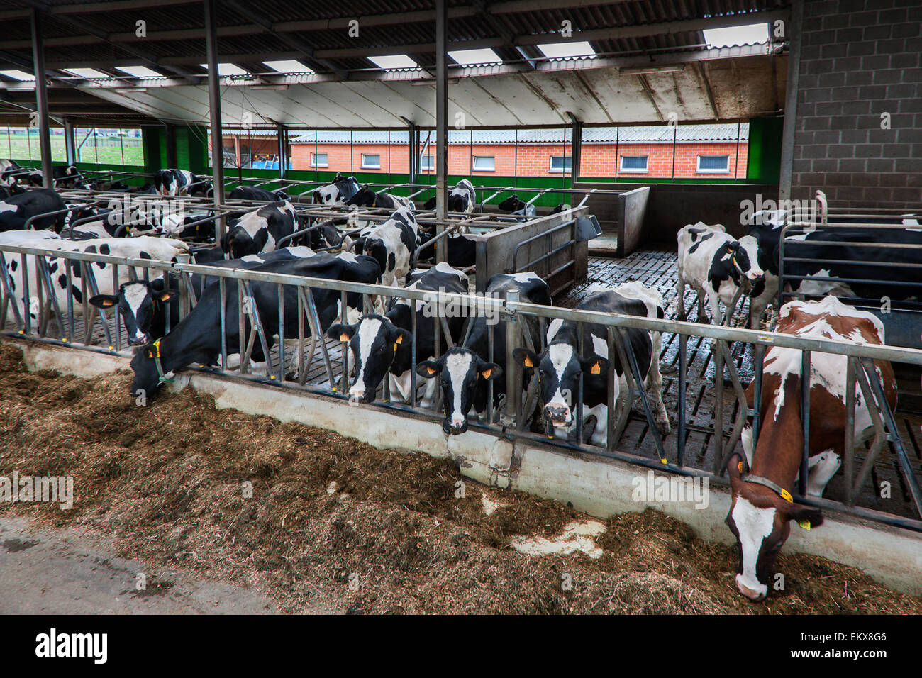 Kühe mit Köpfe durch Stahlstäbe Essen Futter im Kuhstall Stockfoto