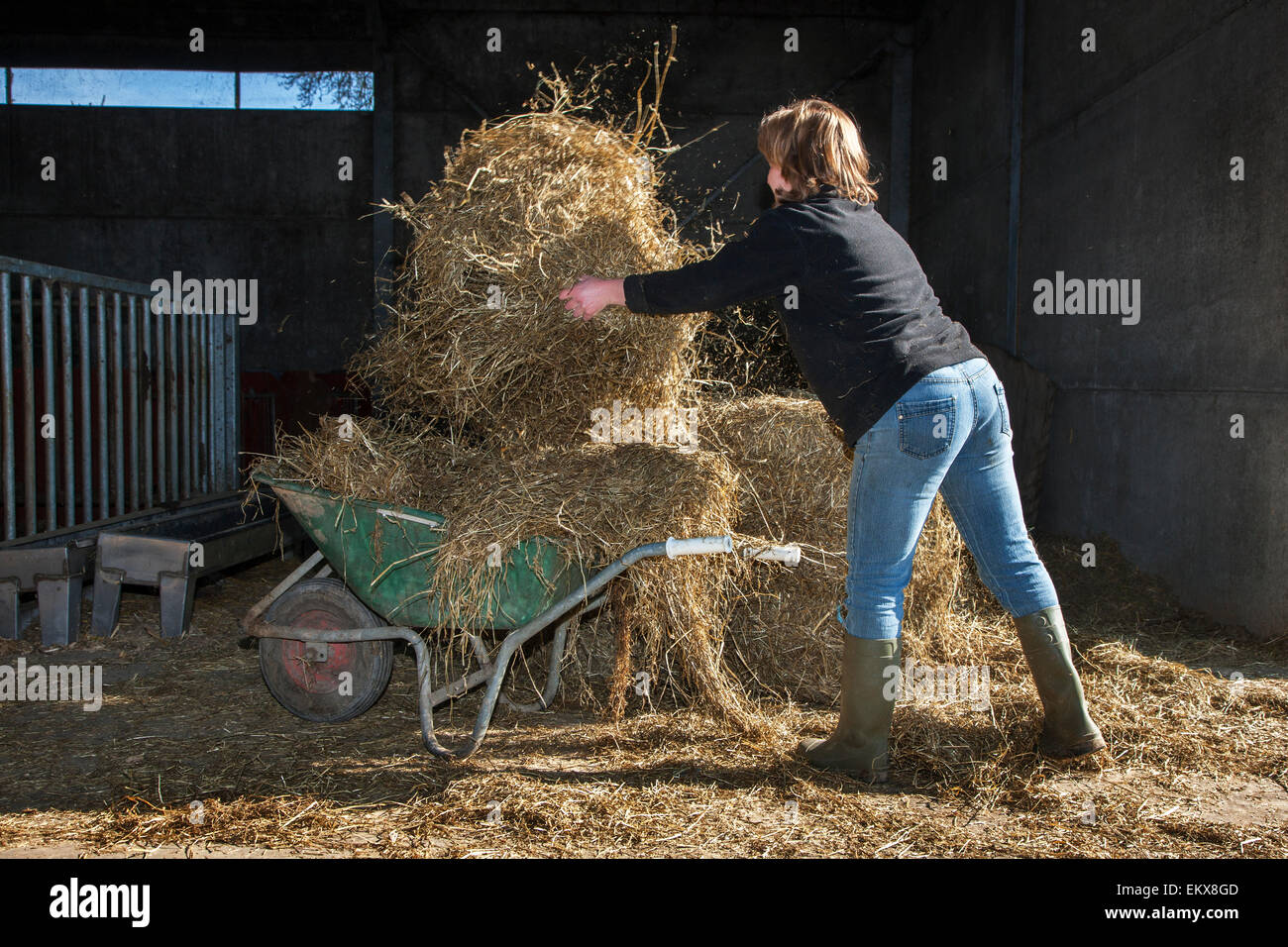 Bäuerin laden Heu als Futter auf Schubkarre zu Viehfutter auf Bauernhof Stockfoto