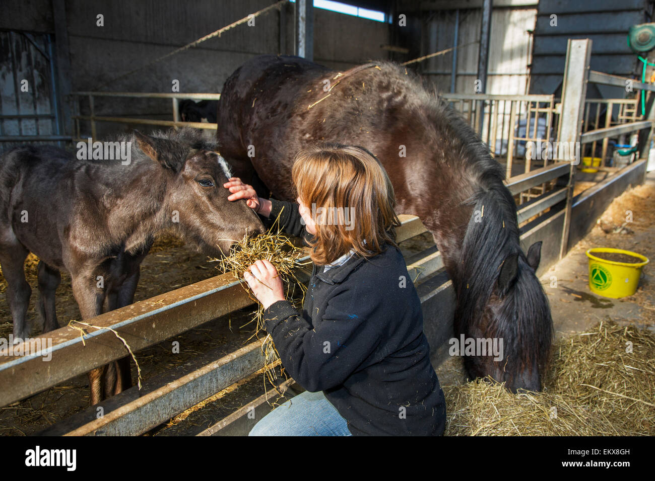 Bäuerin Heu füttern, Fohlen im Pferdestall auf der farm Stockfoto