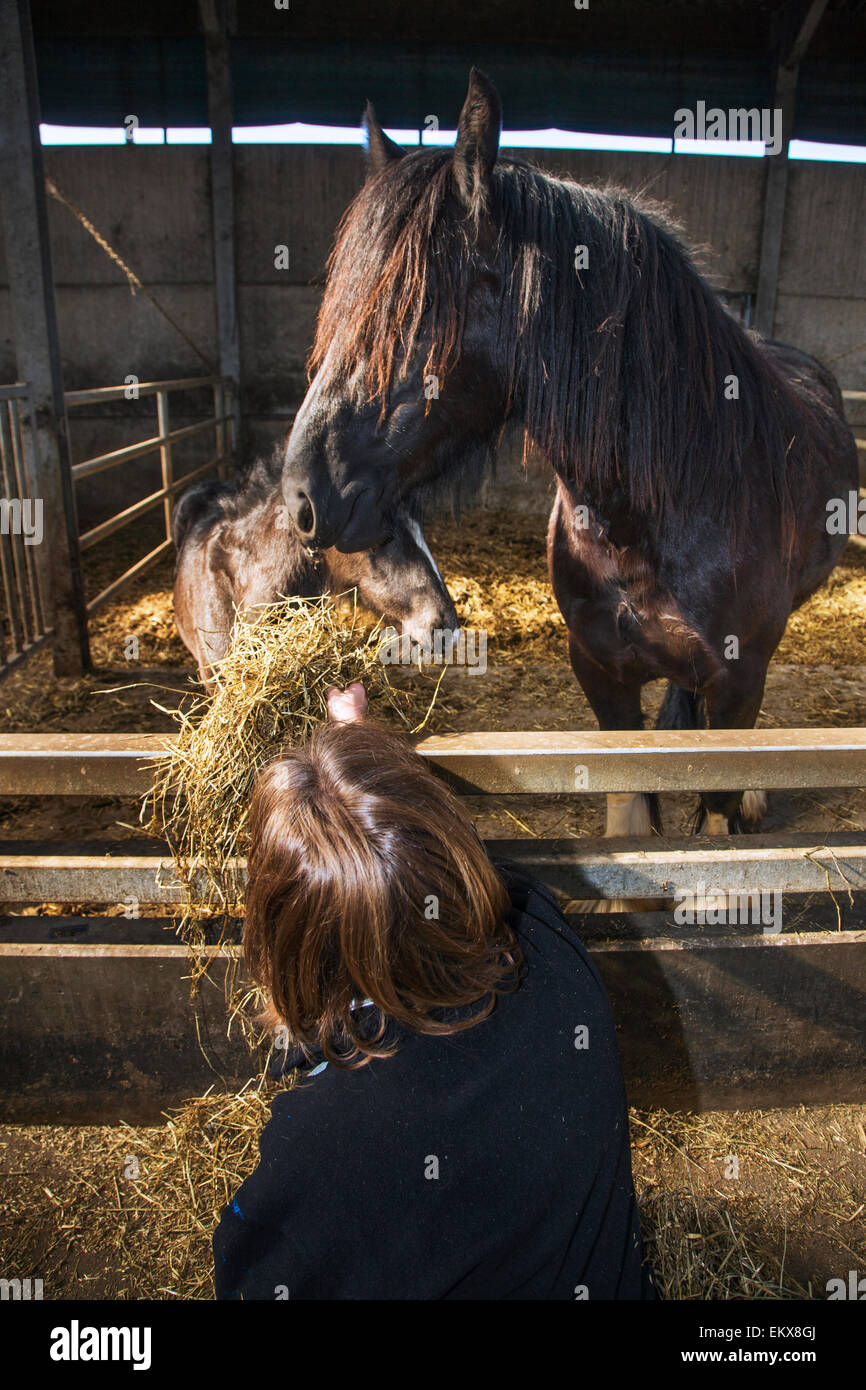 Bäuerin Heu füttern, Fohlen im Pferdestall auf der farm Stockfoto