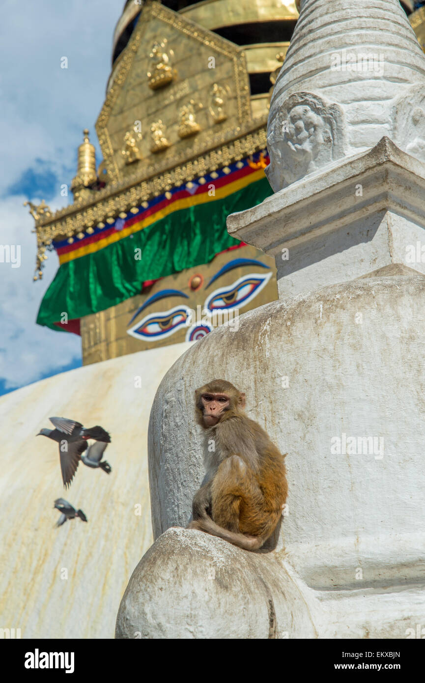 Rhesus-Makaken-Affen sitzen auf Stupa Swayambhunath Monkey Tempel in Kathmandu, Nepal Stockfoto