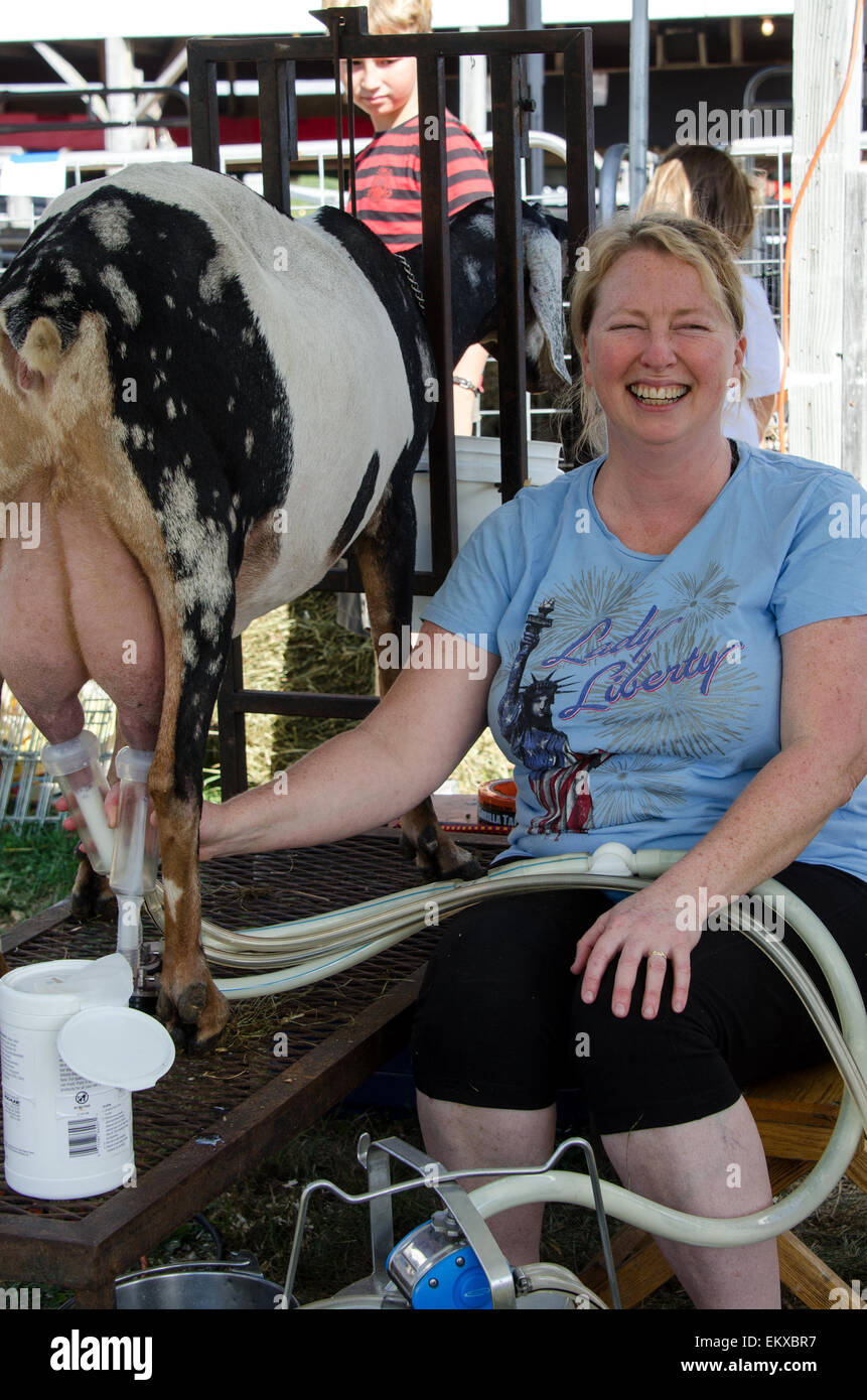Eine Frau zeigt eine Melkmaschine auf ihre Molkerei-Ziege auf der Blue Hill, Maine. Stockfoto