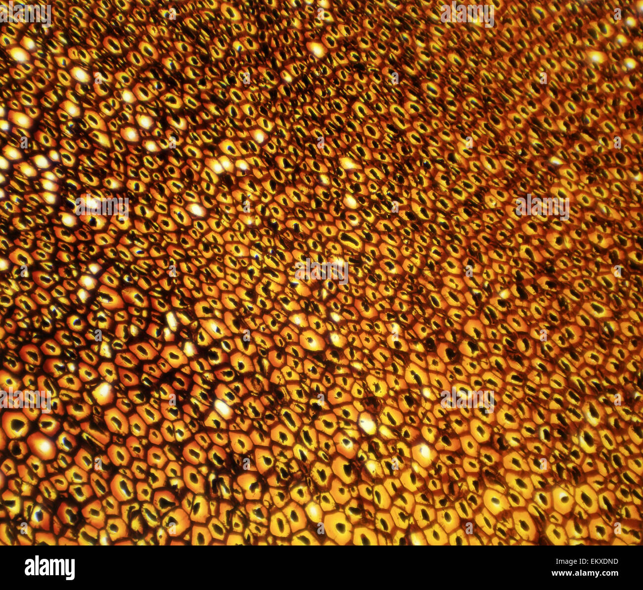Plasmodesmata Scheiben unter dem Mikroskop (Tagungsmotto Sek.) 100 x Stockfoto