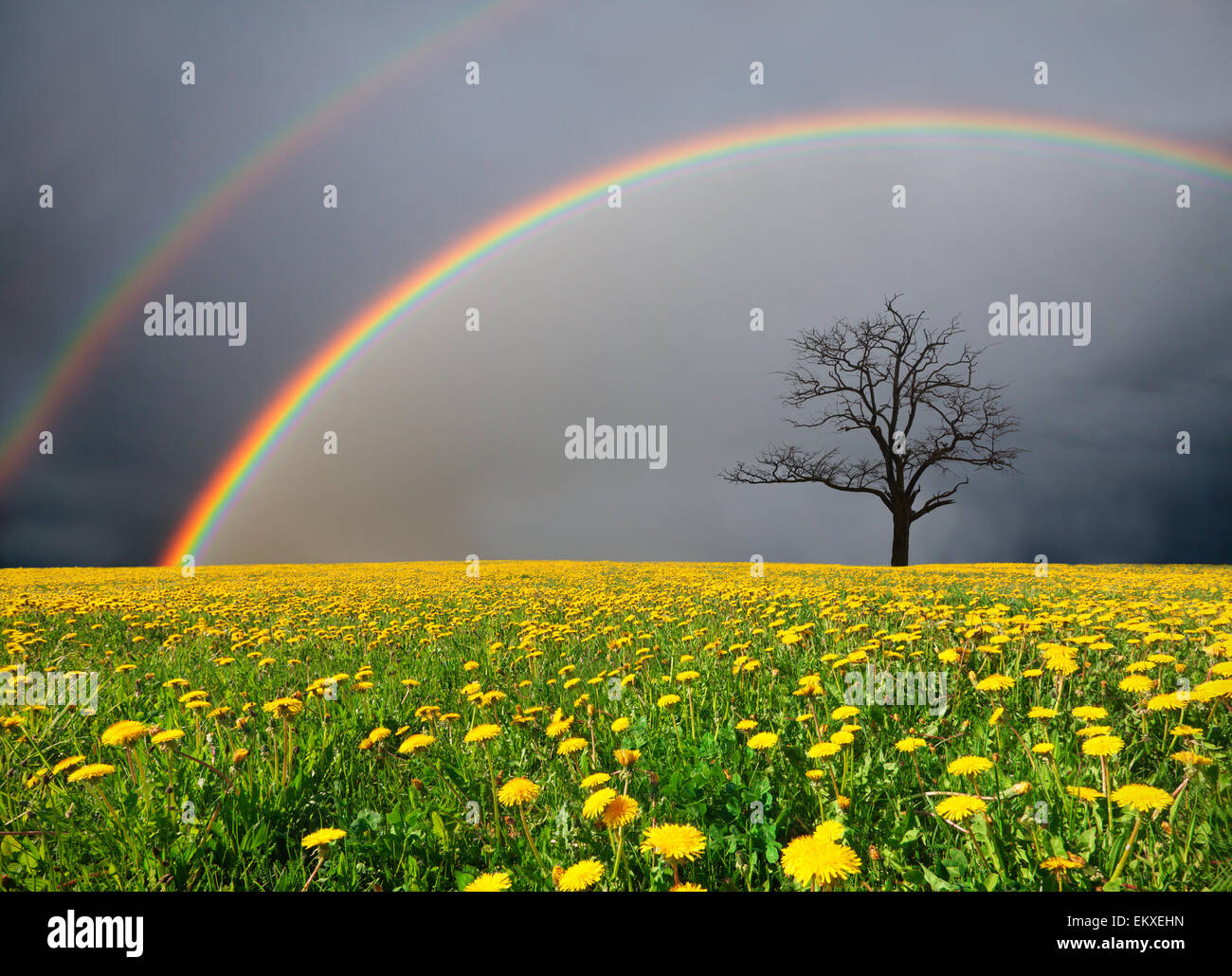Löwenzahn-Feld und toter Baum unter bewölktem Himmel mit Regenbogen Stockfoto