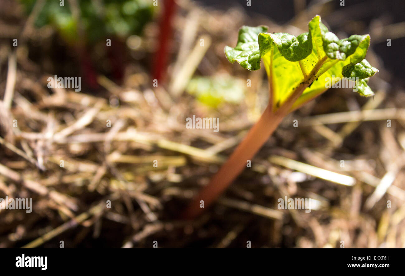 Baby-Leaf Rhabarber und Niederlassung in etwas Stroh. Stockfoto
