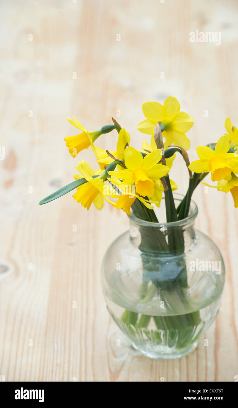 Narcissus. Schnittblumen Sie Narzisse Tete ein Tete in einer vase Stockfoto