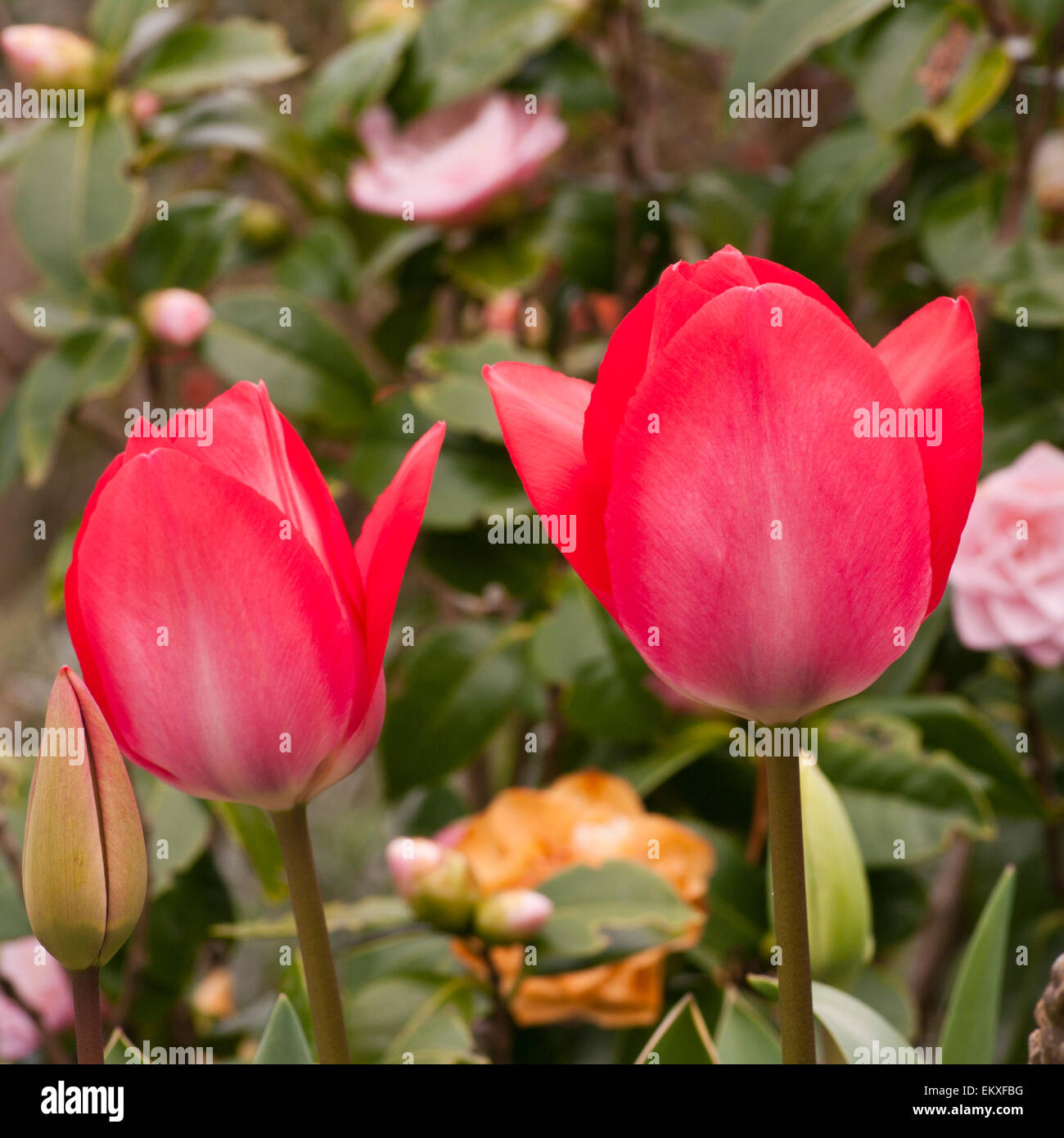 2 rote Tulpen Stockfoto