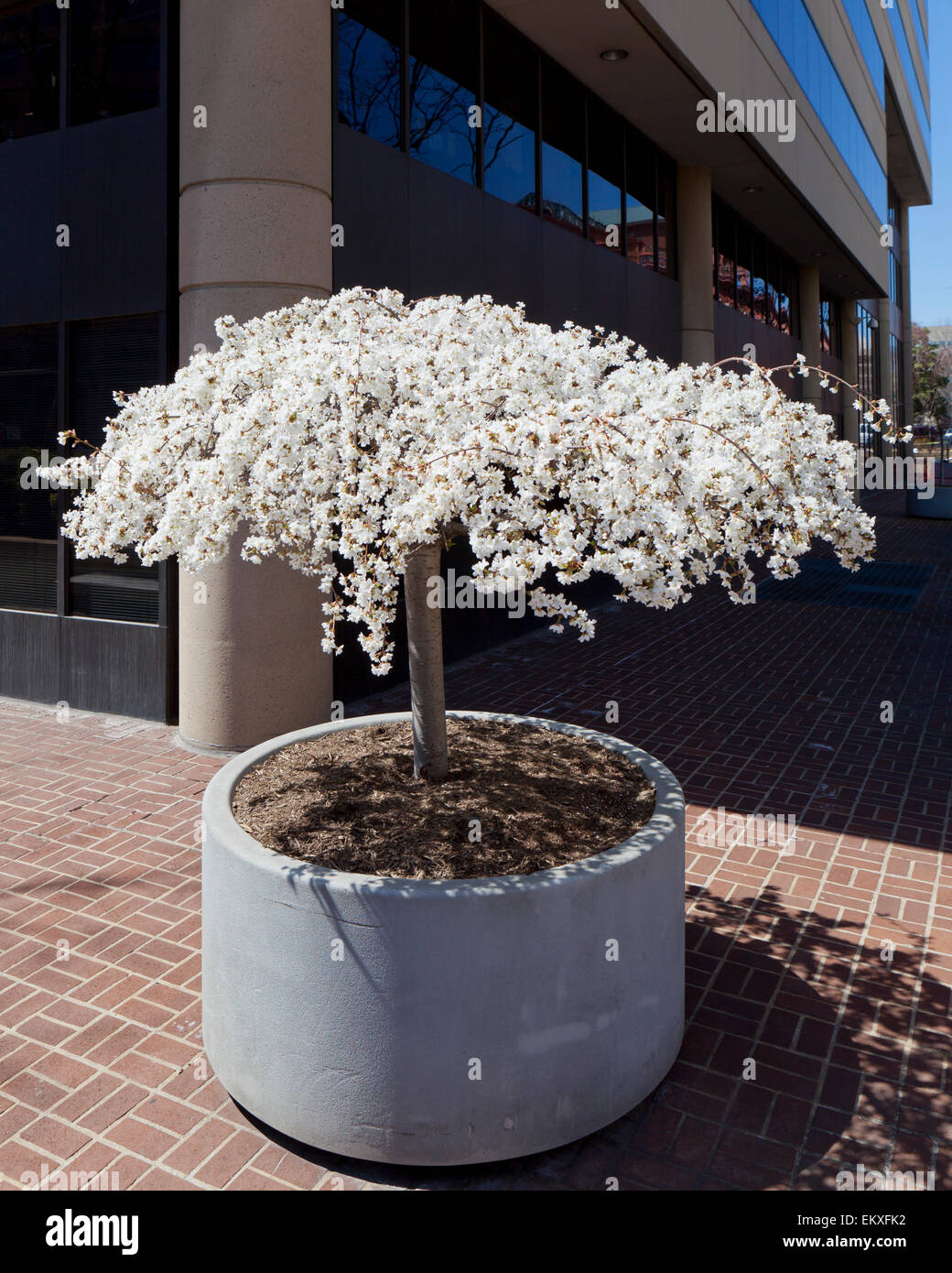 Weinend Kirschbaum in voller Blüte in einer Pflanzmaschine, außerhalb eines städtischen Bürogebäude - USA Stockfoto