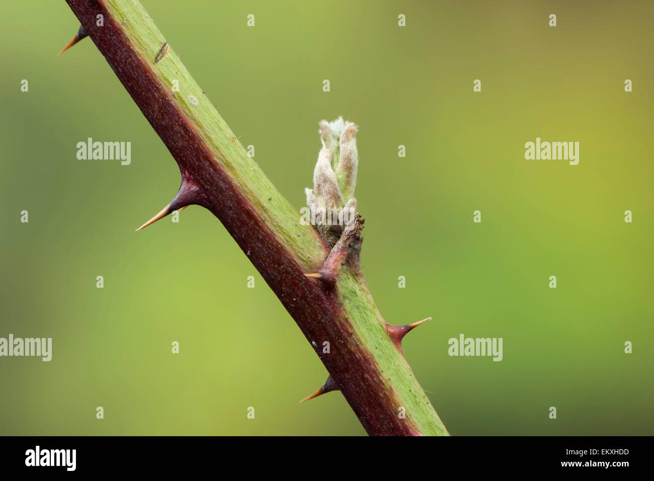 Knospe, Bud, Trieb, Triebspitze, schießen, schießen junge, Bluete, Blossom, Bloom, Rubus Fruticosus, Frucht, Fruechte, Obst, Brombeere, Brombeere Stockfoto