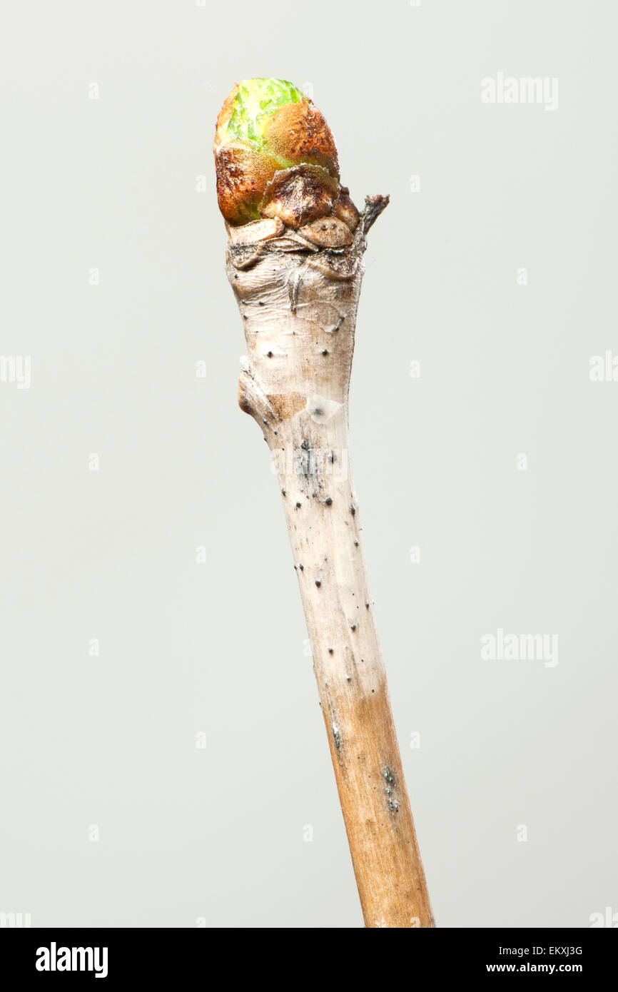 Knospe, Bud, Trieb, Triebspitze, schießen, schießen junge, Bluete, Blossom, Bloom, Salix Alba Stockfoto