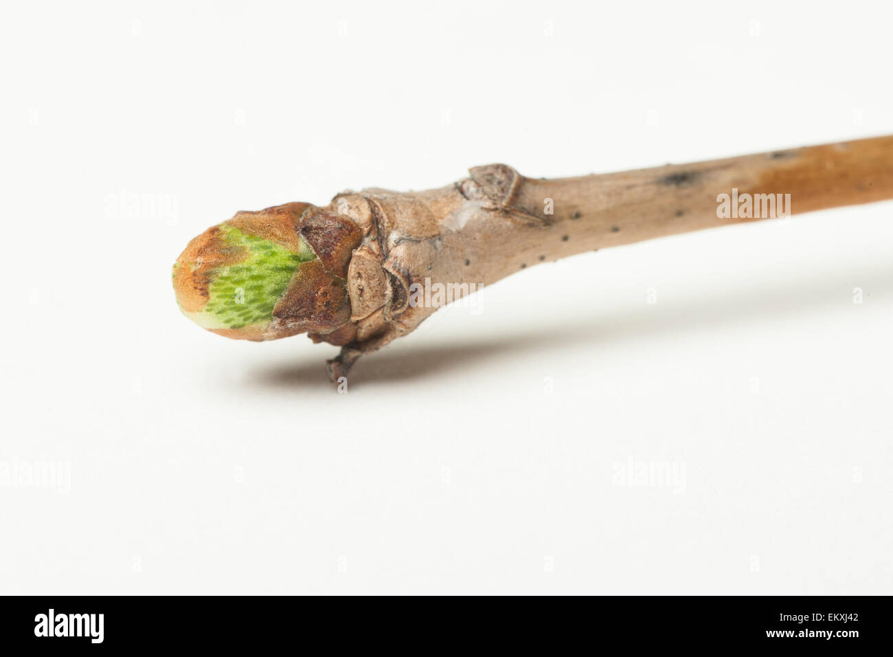 Knospe, Bud, Trieb, Triebspitze, schießen, schießen junge, Bluete, Blossom, Bloom, Salix Alba Stockfoto