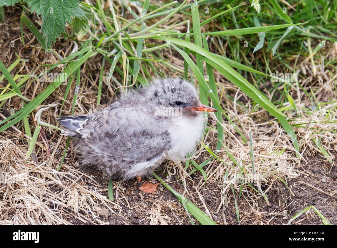 Küstenseeschwalbe (Sterna Paadisaea) junge Küken stehen in kurzen Vegetation auf dem Boden, Farne Inseln, Northumberland, England Stockfoto