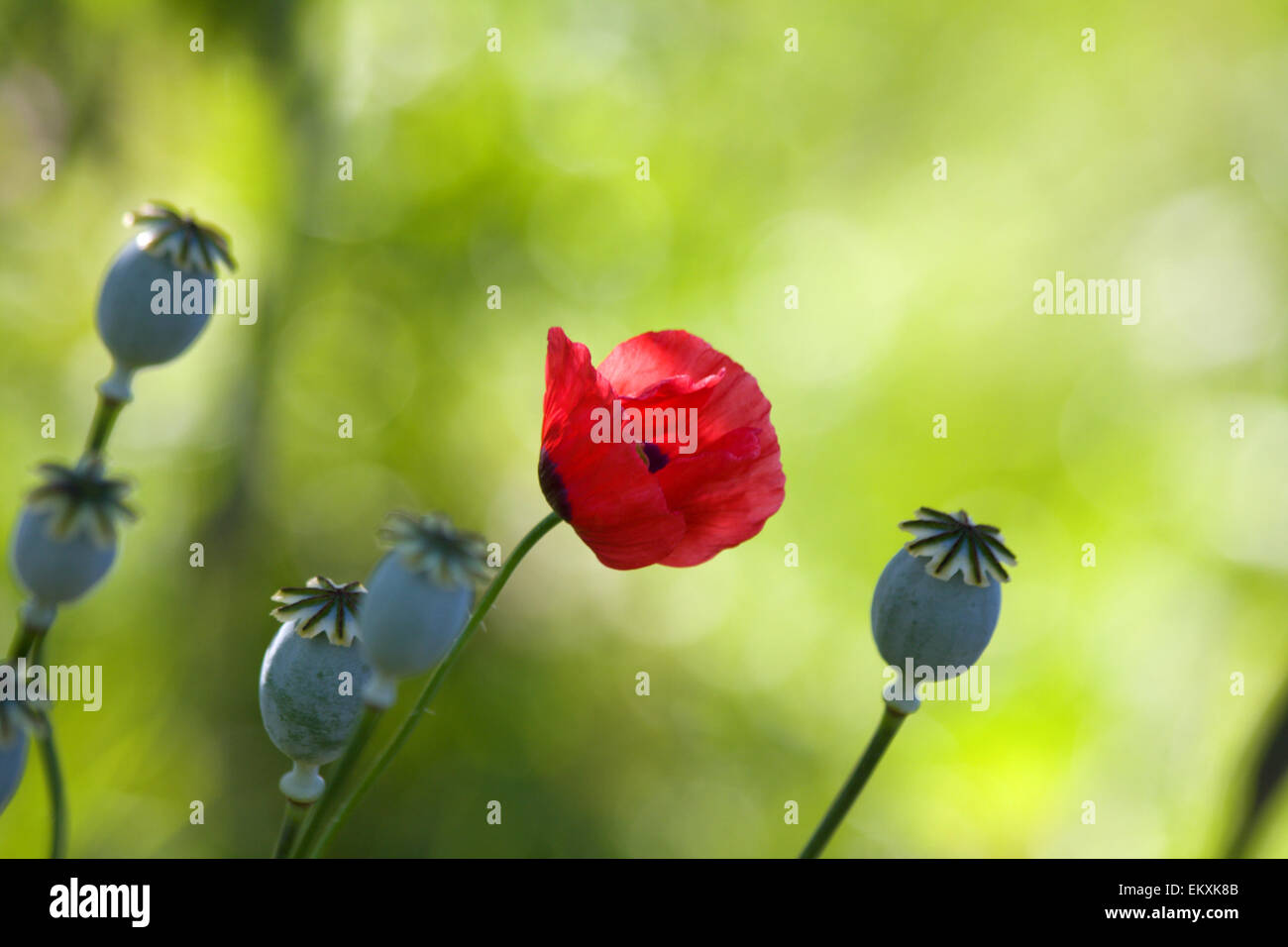 Roter Mohn-Blumen Stockfoto