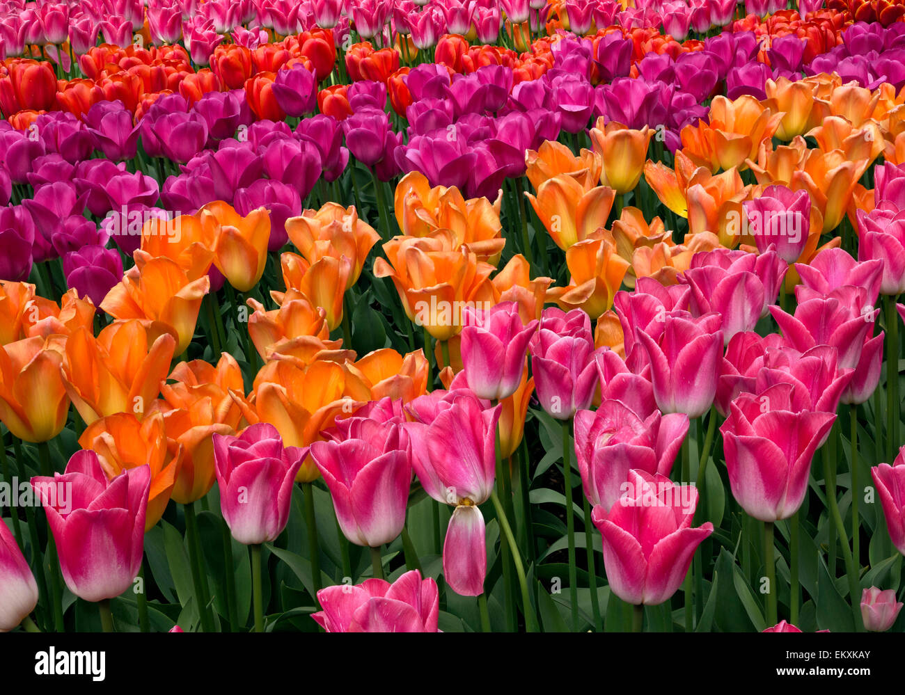 WA10254-00... WASHINGTON - Tulpen in einem Demo-Garten am RoozenGaarde Birne Farm im Skagit Valley in der Nähe von Mount Vernon. Stockfoto