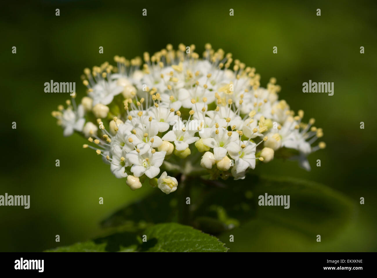 Knospe, Bud, Trieb, Triebspitze, schießen, schießen junge, Bluete, Blossom, Bloom, Viburnum Lantana Stockfoto