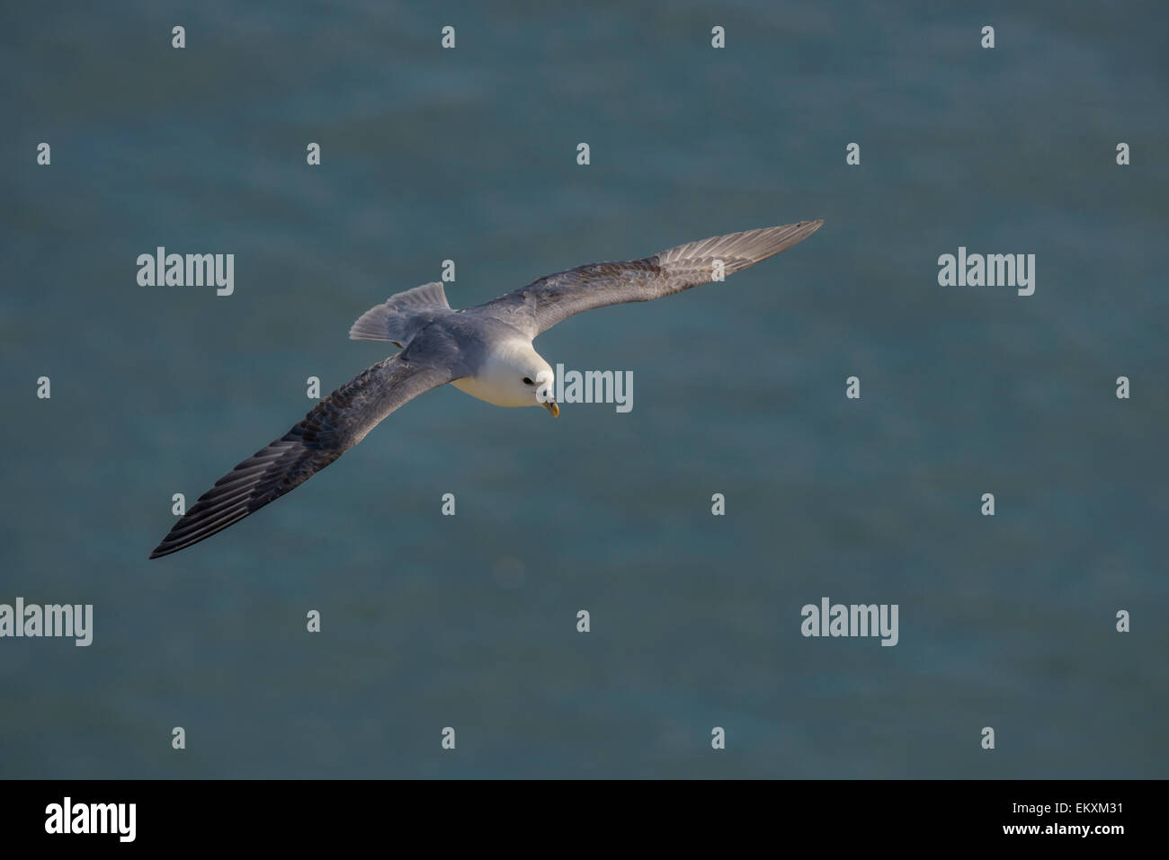 Eine nördliche Fulmar mit typischen steif-Flügel, über die Nordsee Meer gleiten. Querformat mit Exemplar. Stockfoto Eine nördliche Fulmar mit typischen steif-Flügel, über die Nordsee Meer gleiten. Querformat mit Exemplar. Stockfoto