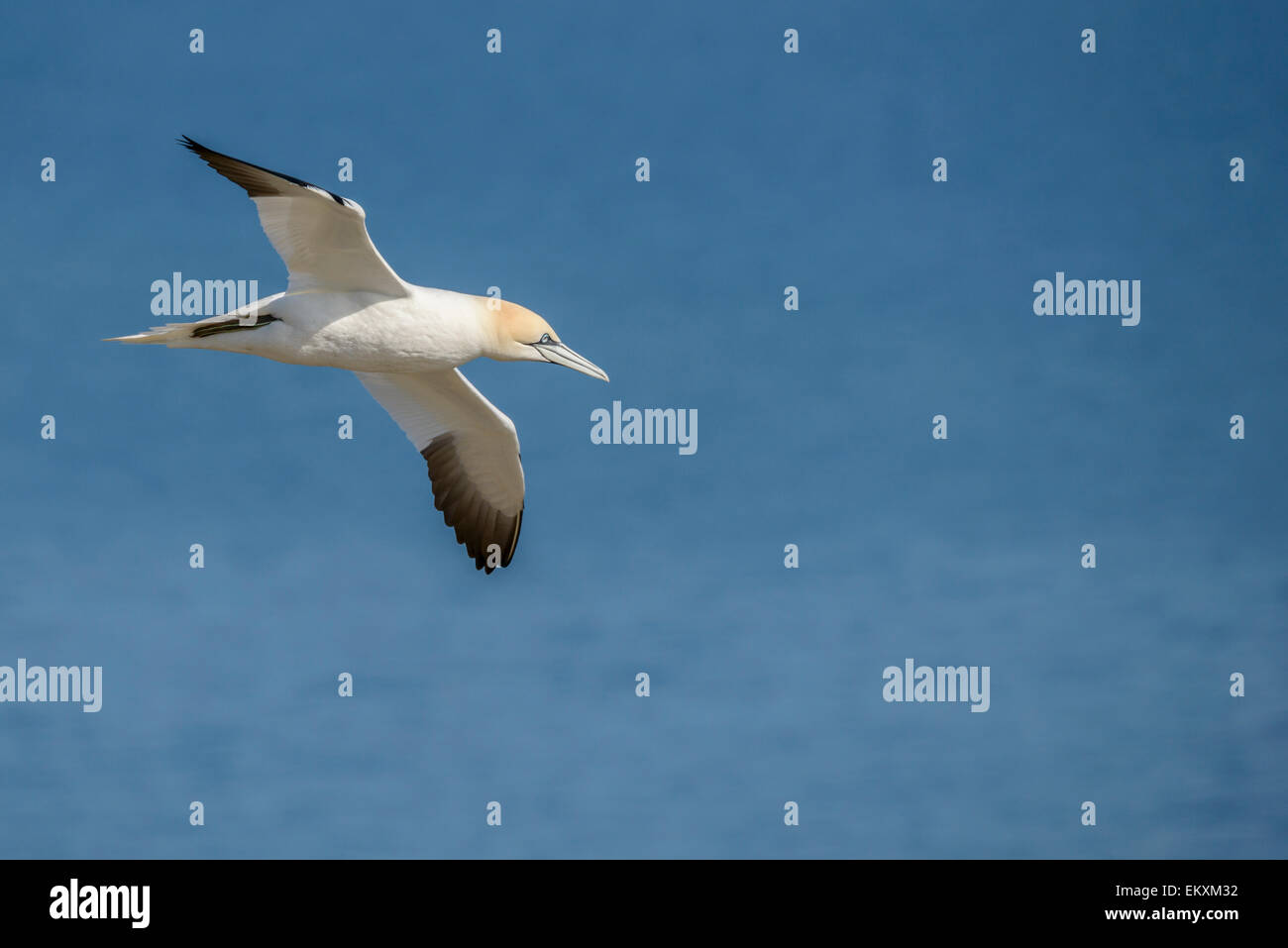Man ein Basstölpel Segelflug über einen azurblauen Meer Nordsee. Querformat mit Exemplar. Stockfoto