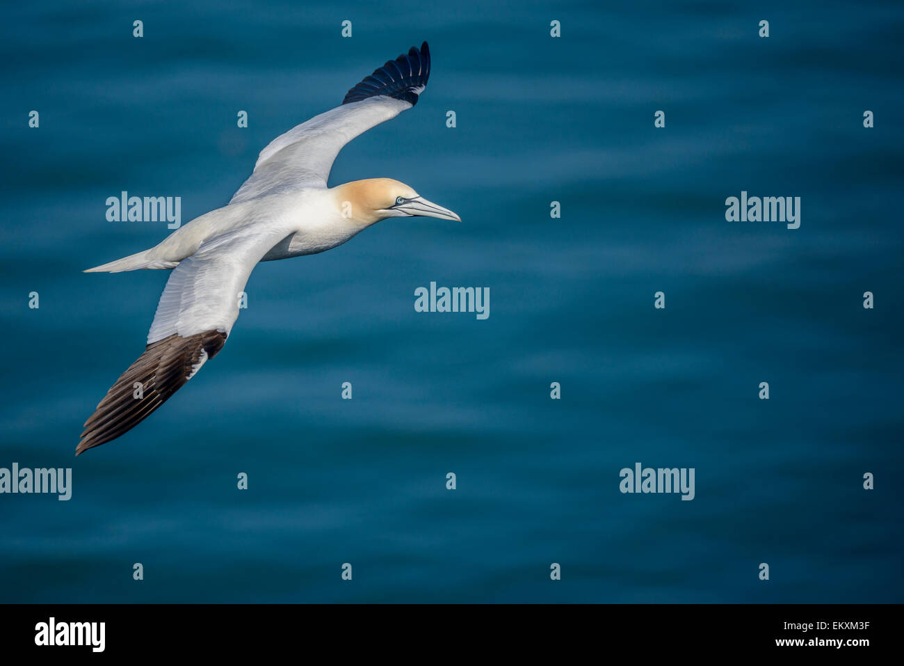Man ein Basstölpel fliegen über eine blaue Nordsee. Querformat mit Exemplar. Stockfoto