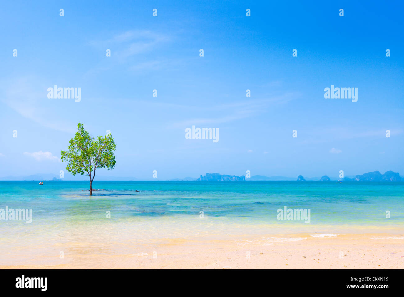 Einsame Mangroven-Baum in Krabi Thailand Stockfoto