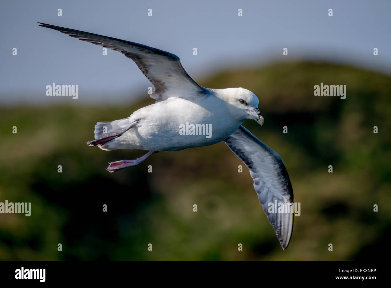 Northen Sie Fulmar Fulmarus Cyclopoida im Flug mit grasbewachsenen Klippen im Hintergrund sichtbar. Stockfoto