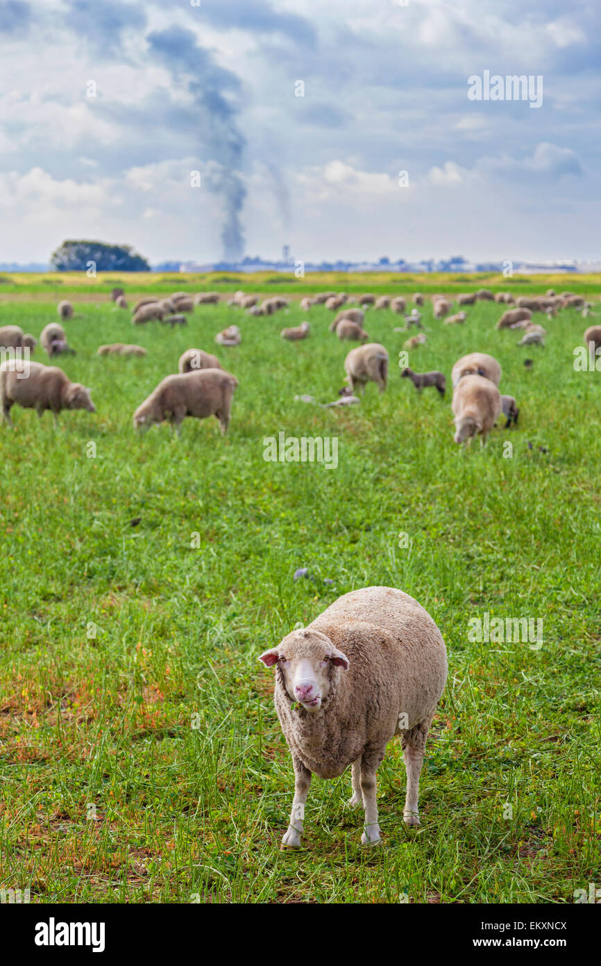 Schafbeweidung auf Gebiet mit Rauch Industrieemissionen im Hintergrund. Delano, Kern County, San Joaquin Valley, Kalifornien, USA Stockfoto