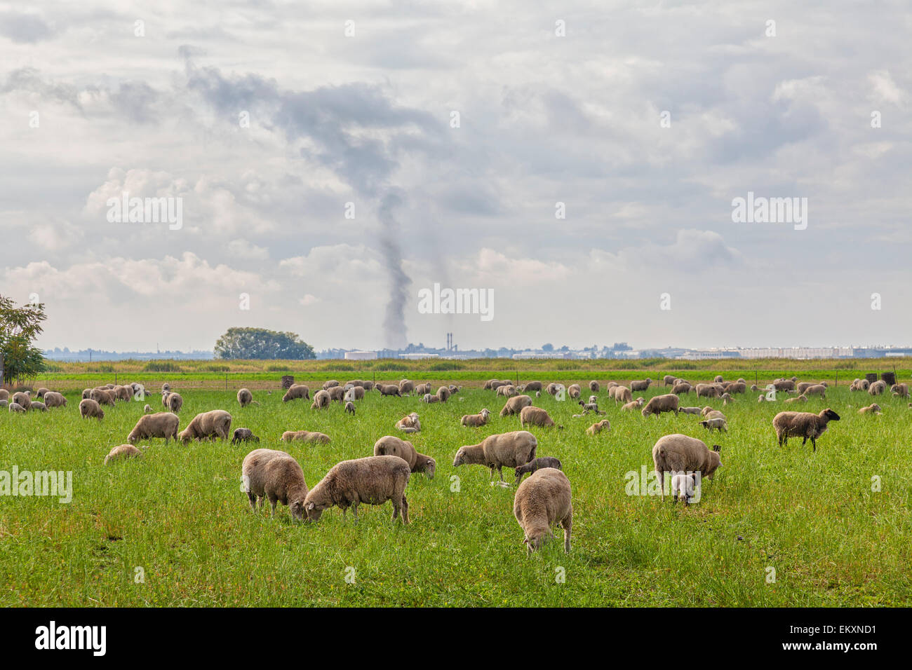 Schafbeweidung auf Gebiet mit Rauch Industrieemissionen im Hintergrund. Delano, Kern County, San Joaquin Valley, Kalifornien, USA Stockfoto