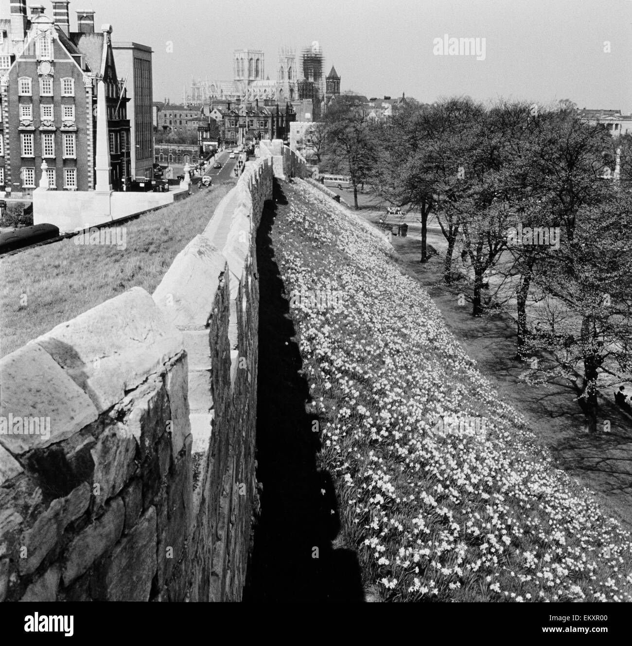 Narzissen hinter den Stadtmauern, York Stockfoto
