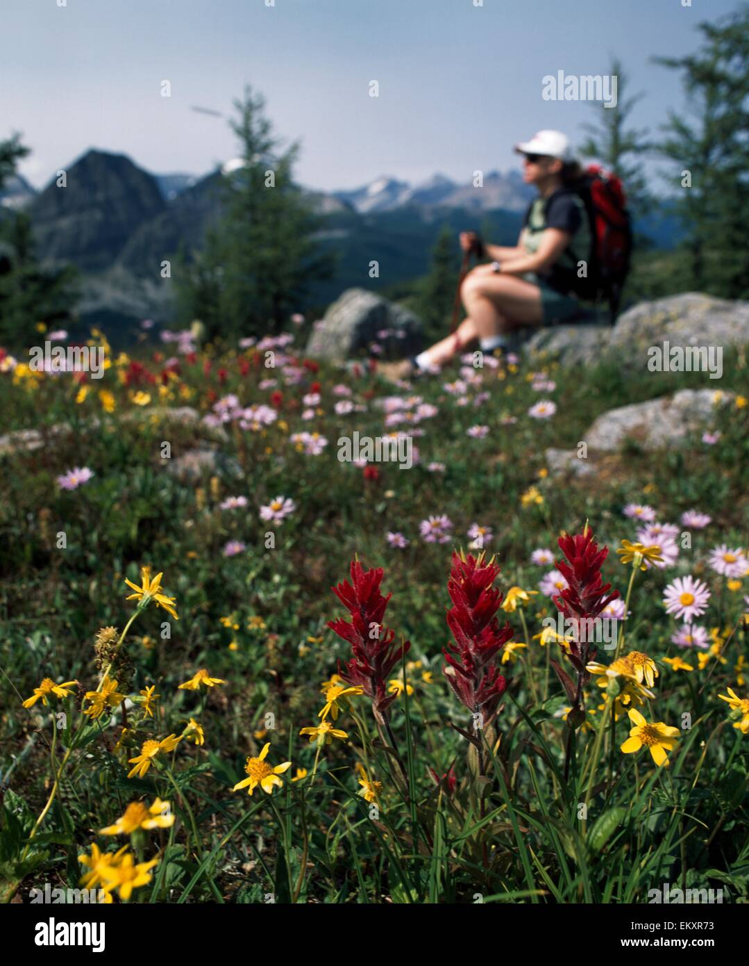 Wildblumen, Sonnenschein Wiesen, Banff, Alberta, Kanada Stockfoto