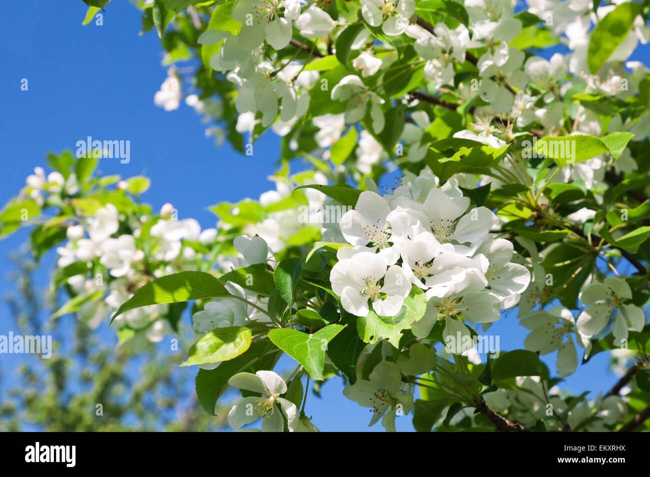 Blossom apple tree Stockfoto