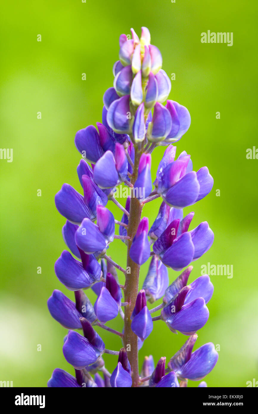 Lupine Blüte Stockfoto