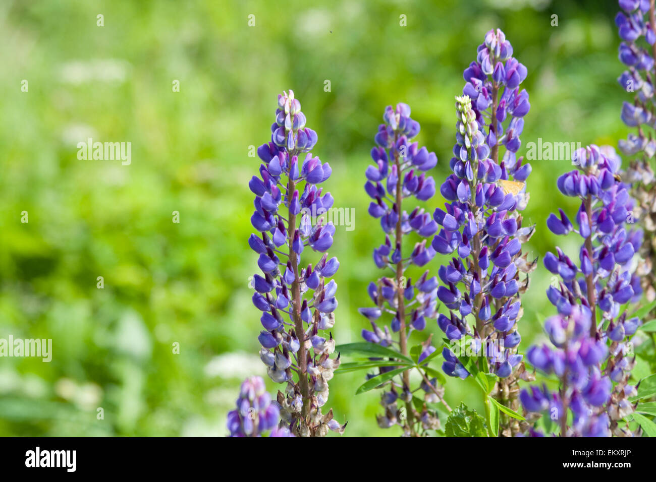 lupine Blumenfeld Stockfoto