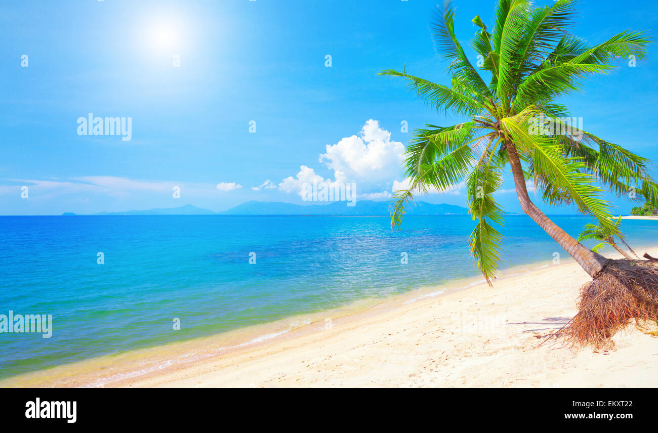 Strand und Coconut Palm tree Stockfoto