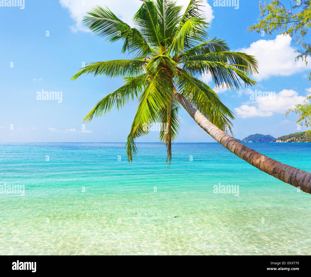 Meer und Kokosnuss Palmen Stockfoto