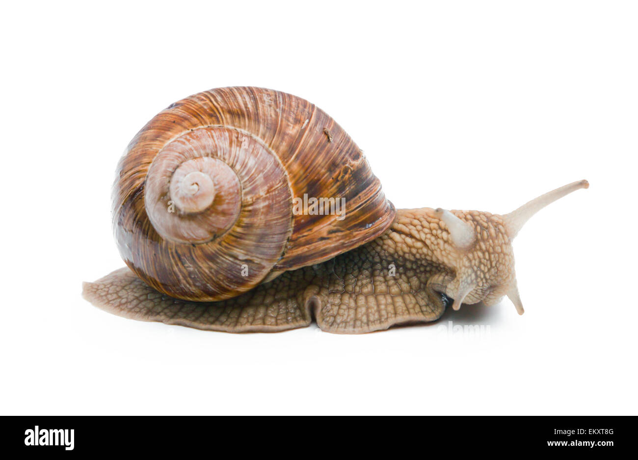 Schnecke, die isoliert auf weißem Hintergrund Stockfoto