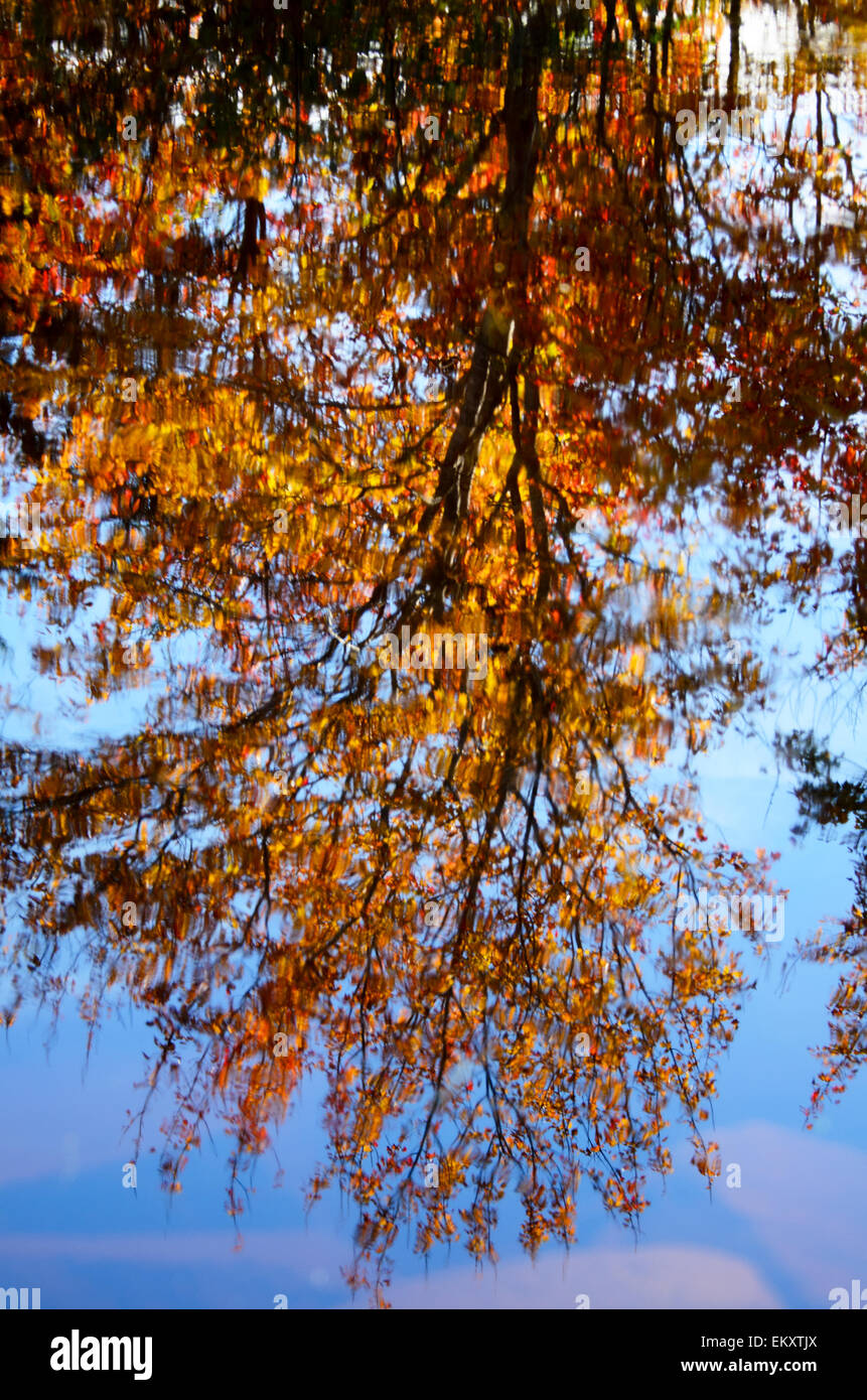 Das hintergrundbeleuchtete Laub der Zucker-Ahorn (Acer Saccharum) spiegelt sich im Wasser eines Baches auf Mount Desert Island, Maine. Stockfoto