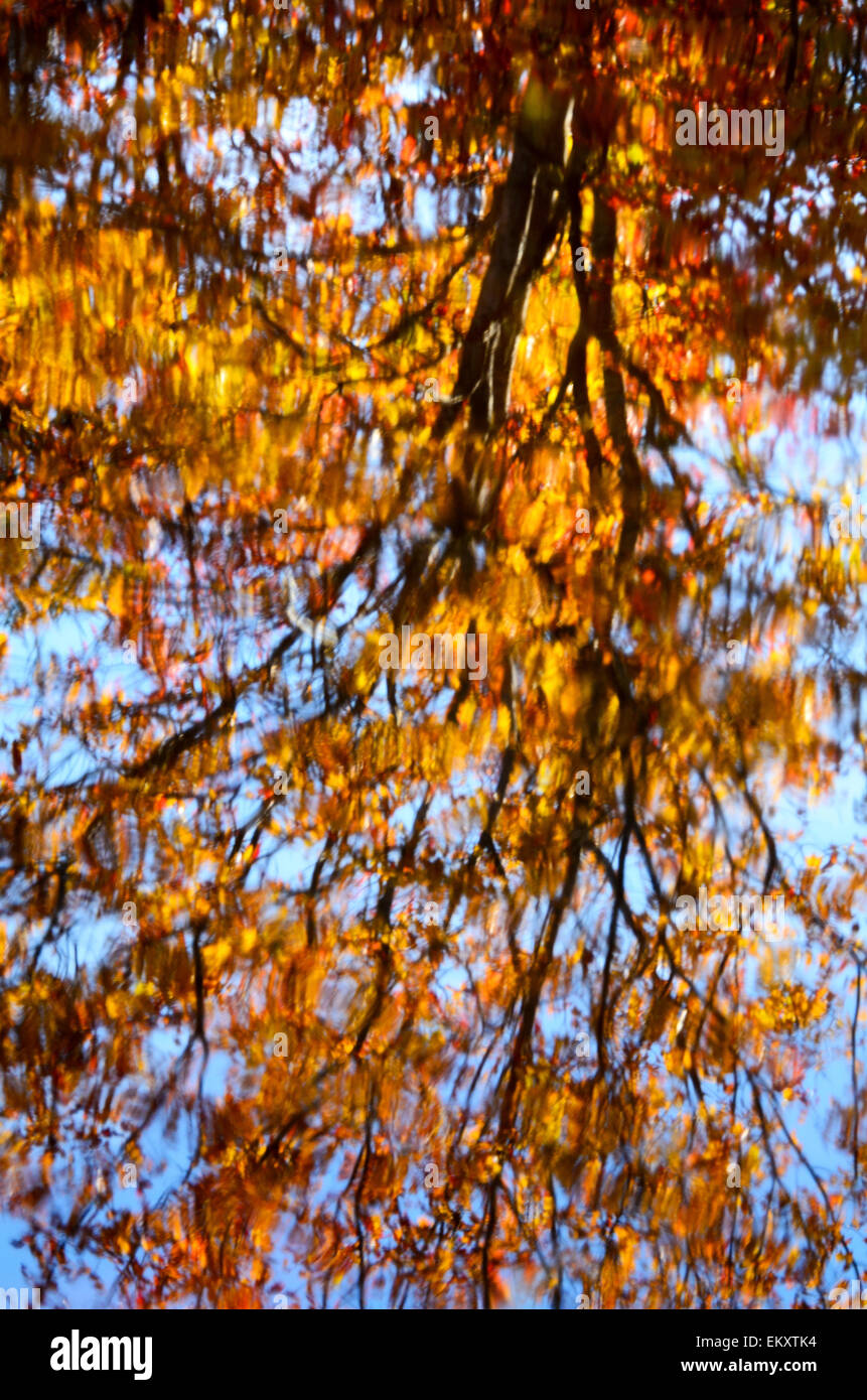 Das hintergrundbeleuchtete Laub der Zucker-Ahorn (Acer Saccharum) spiegelt sich im Wasser eines Baches auf Mount Desert Island, Maine. Stockfoto