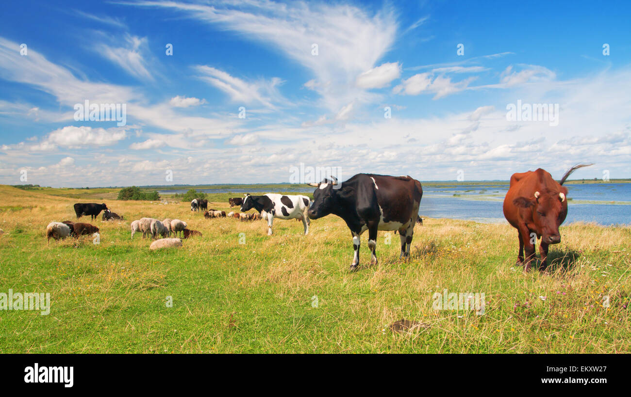 Weide Stockfoto