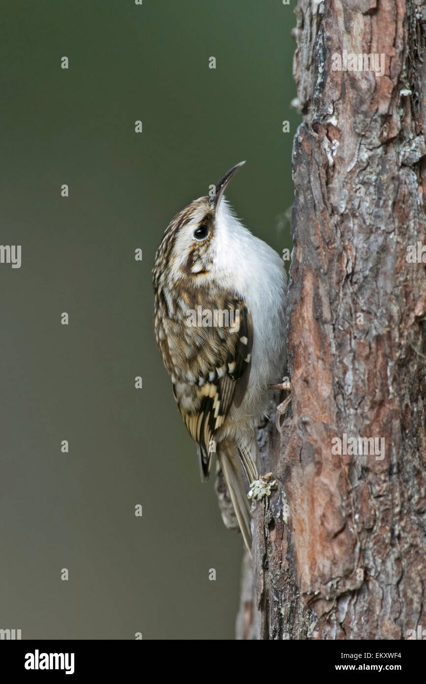 gemeinsamen Waldbaumläufer Certhia Familiaris, Grantown auf Spey Stockfoto