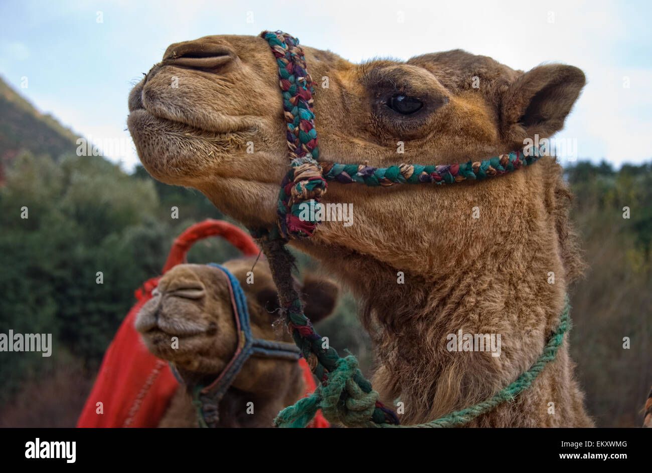 Nahaufnahme der Kamele in die Ourika-Tal in der Nähe von Marrakesch, Marokko Stockfoto