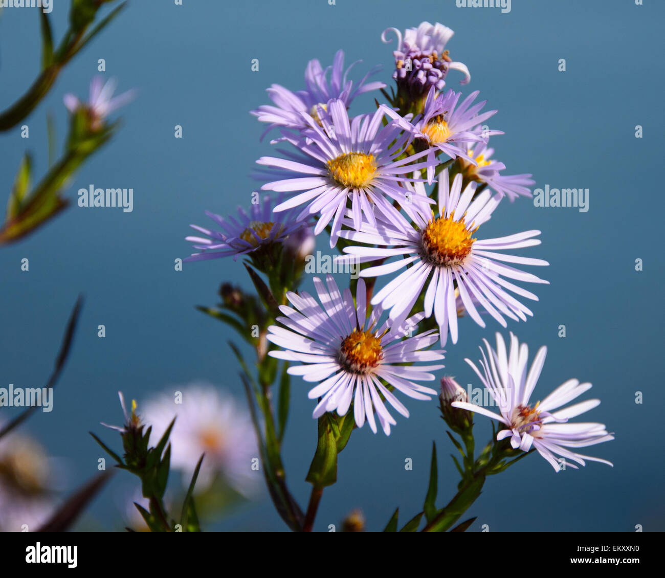 Lila Blüten in Neuengland-Aster (Symphyotrichum Novae-Angliae). Stockfoto