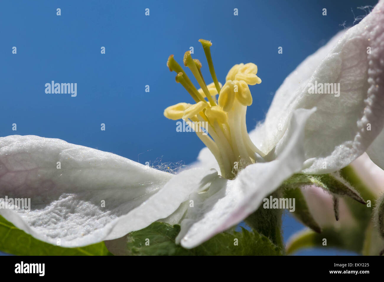 Weiße Blume detail Stockfoto
