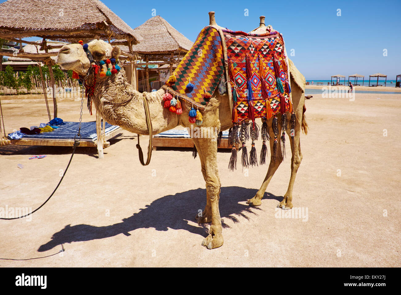 Verwendet für Touristen, die Fahrt auf der Straße von Tiran Rotes Meer Sharm El Sheikh Ägypten Kamel Stockfoto