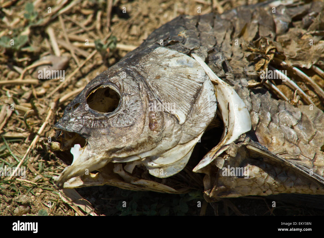 Getrocknete Kadaver toter Fische auf getrocknete Bett Feuchtgebiet während der schweren Dürre im mittleren Westen Spaniens Stockfoto