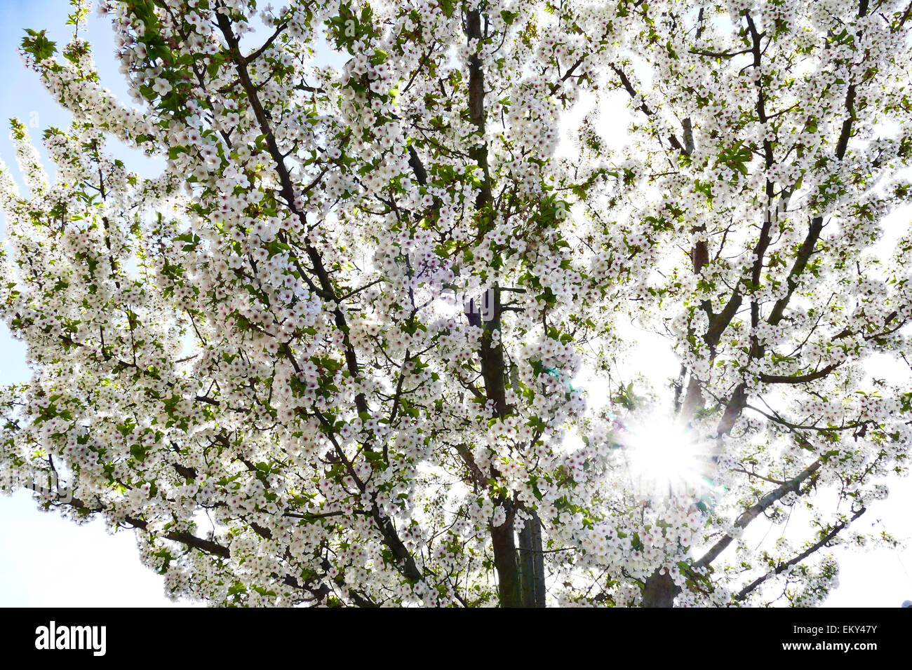 Die Sonne scheint durch die weißen Blüten auf einem Baum. Stockfoto