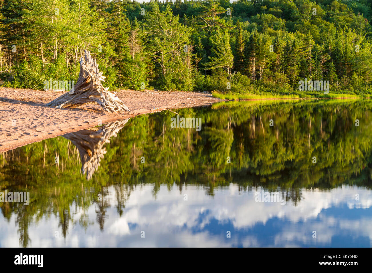 Ein Wald mit einem Baum Treibholz am Strand während der goldenen Stunde an Warren Lake in Cape Breton Highlands National Park reflektiert Stockfoto