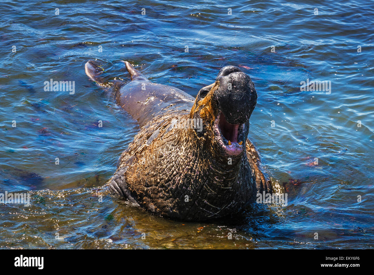 Nördlichen See-Elefanten (Mirounga Angustirostris) Piedras Blancas, San Simeon, Kalifornien USA Stockfoto