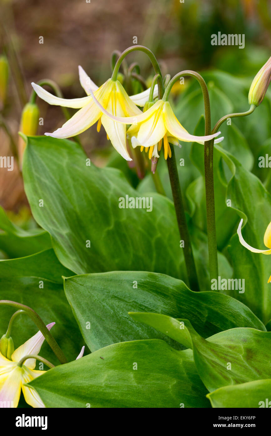 Weißen und gelben Blüten der Erythronium "Joanna", ein Hybrid zwischen E.revolutum und E.tuolumnense Stockfoto