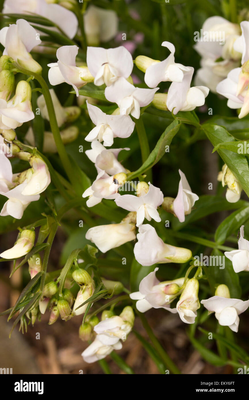 Weiße Blumen Frühling blühende Erbse, Lathyrus Vernus var. albus Stockfoto