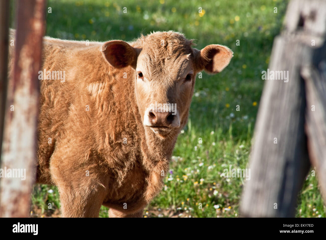 Herde der Kühe in der Nähe der Sierra de Alor, Badajoz, Spanien Stockfoto