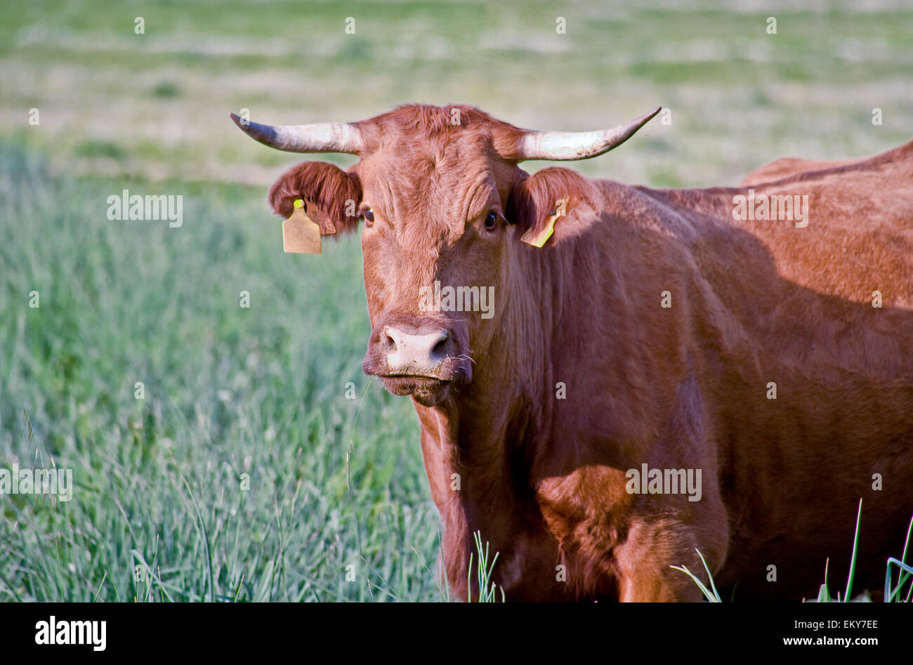 Herde der Kühe in der Nähe der Sierra de Alor, Badajoz, Spanien Stockfoto